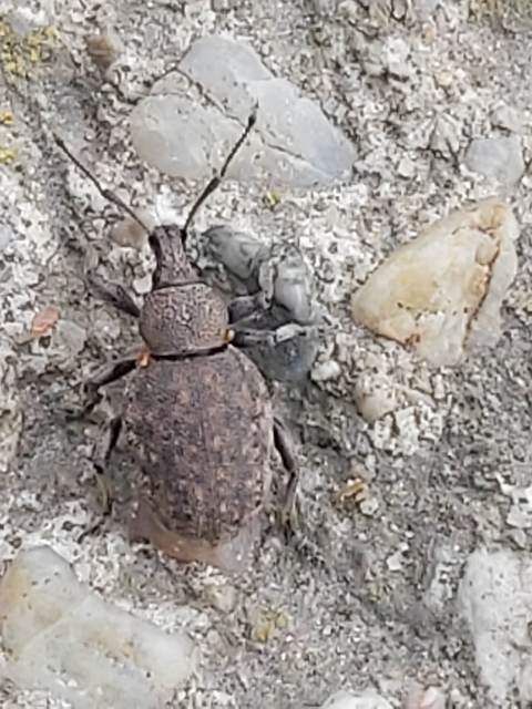 Otiorhynchus ligustici - vincellér-gyalogormányos