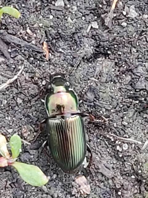 Harpalus distinguendus - mezei lomhafutó