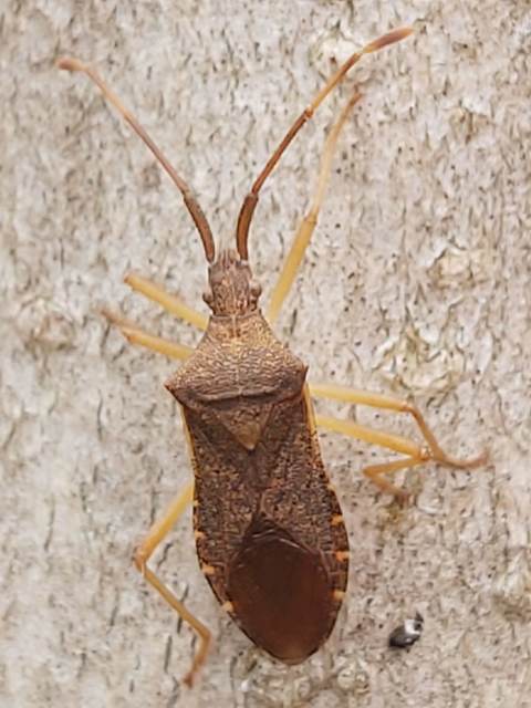 Gonocerus acuteangulatus - aranypetés karimáspoloska