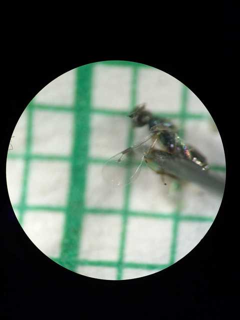 Rhaphitelus