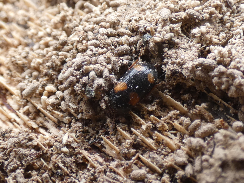 Mycetophagus quadripustulatus - négyfoltos gombabogár
