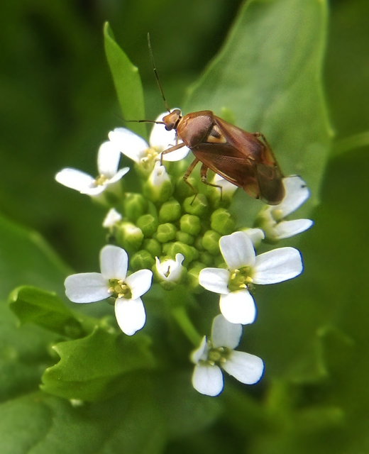 Lygus pratensis - változó mezeipoloska
