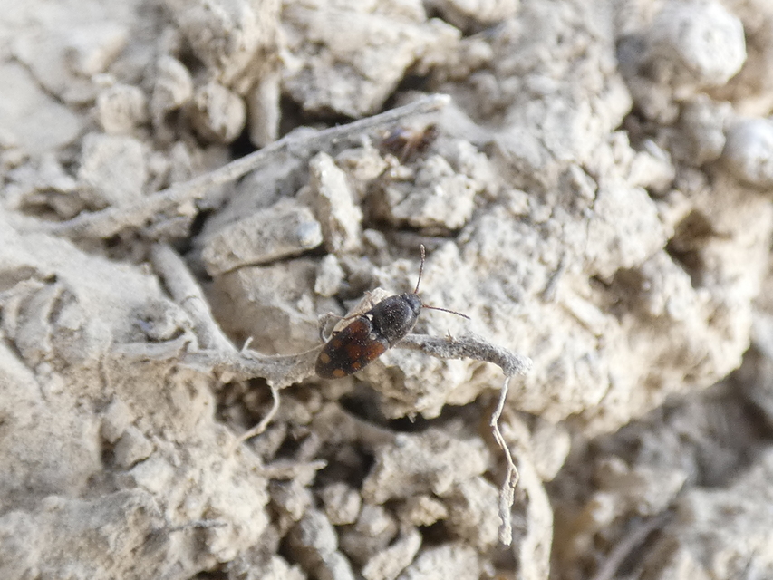 Drasterius bimaculatus - változékony pattanó