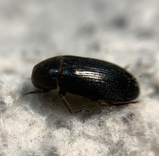 Dermestes bicolor - fészeklakó porva Dermestes bicolor - fészeklakó porva