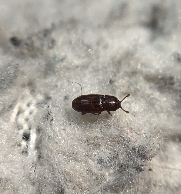 Cerylon ferrugineum - rozsdás kéregbogár Cerylon ferrugineum - rozsdás kéregbogár