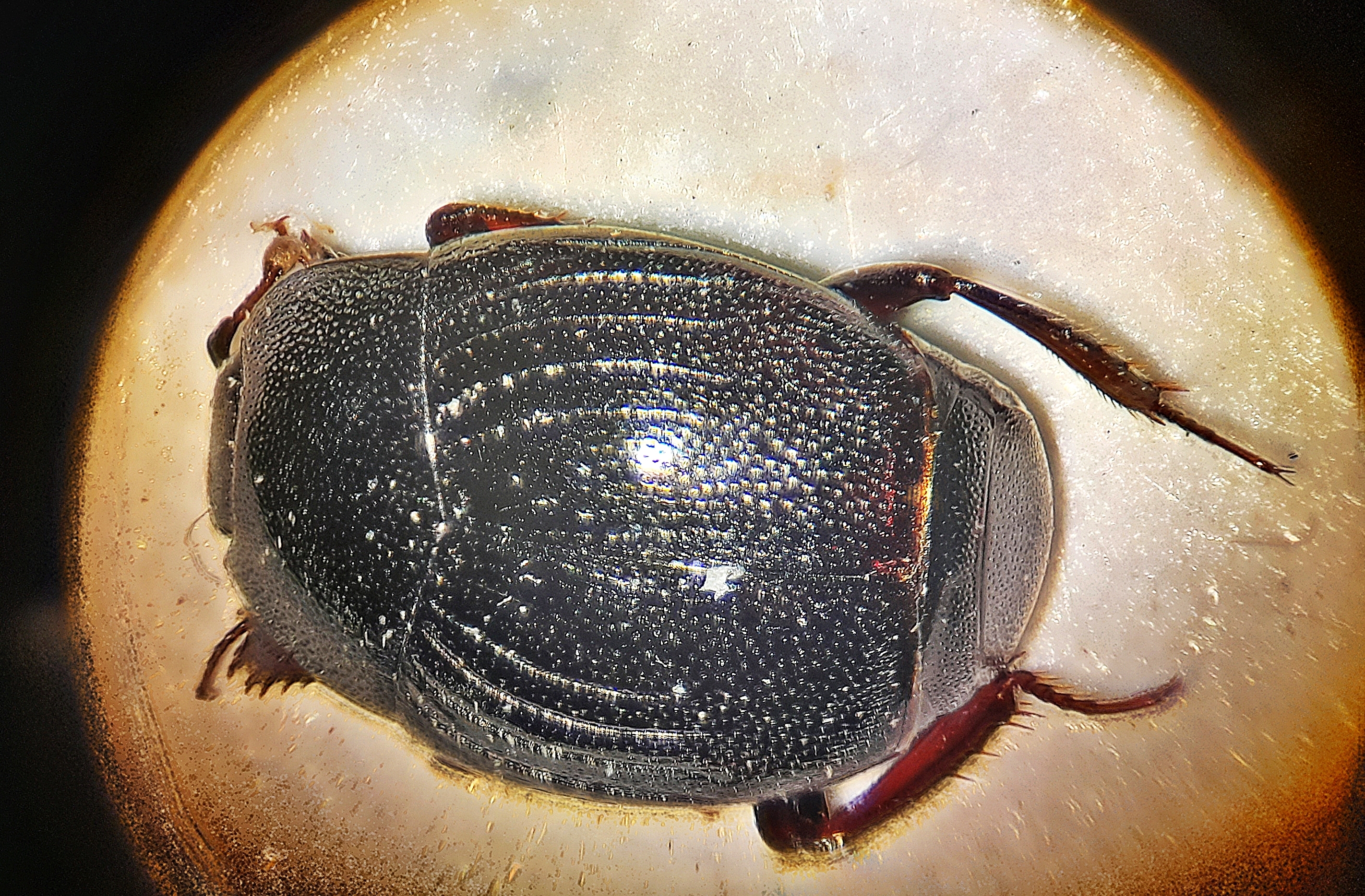 Gnathoncus disjunctus suturifer