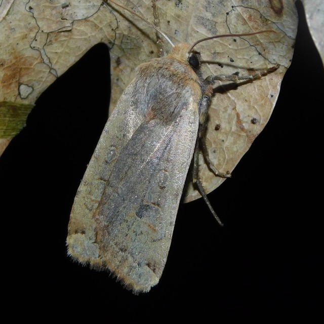 Conistra erythrocephala - vörösfejű őszibagoly