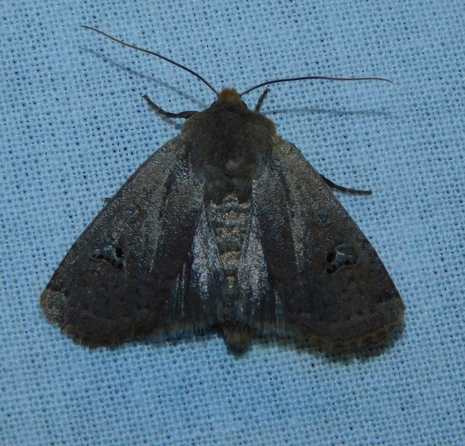 Conistra erythrocephala - vörösfejű őszibagoly