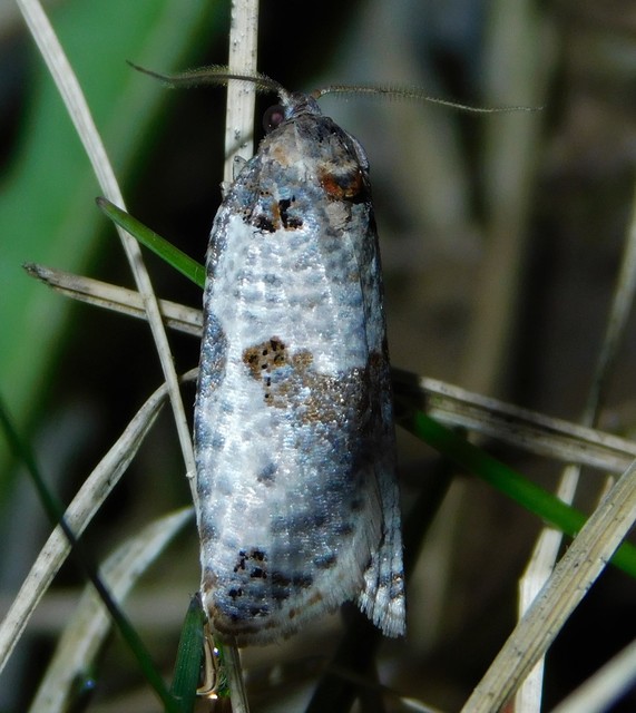 Pseudeulia asinana - korai sodrómoly
