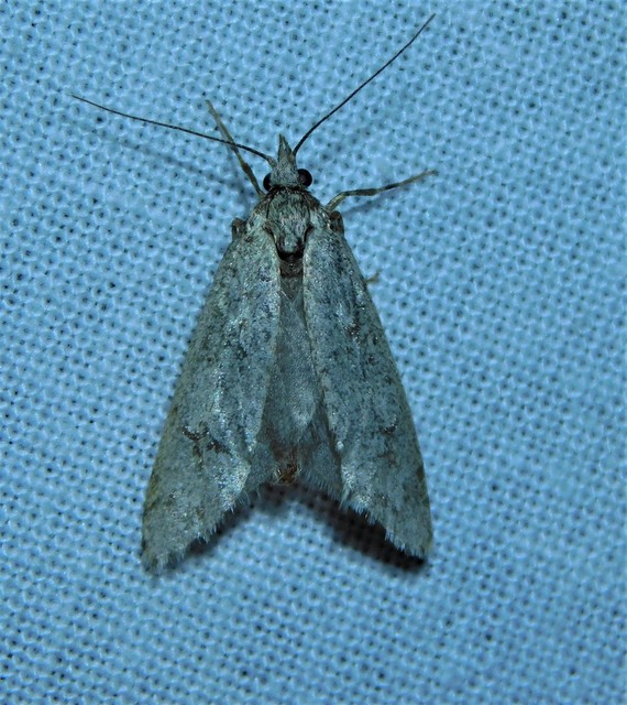 Diurnea fagella - szürke tavaszimoly