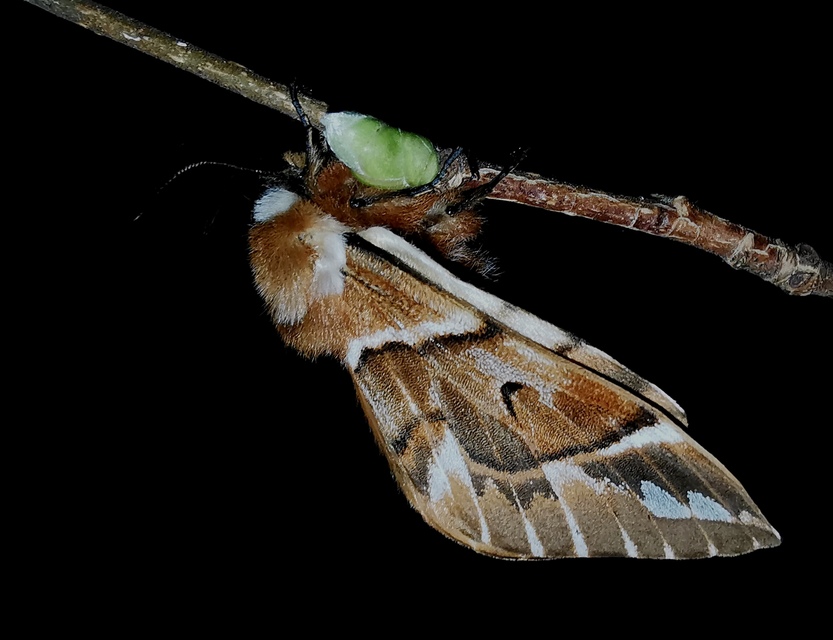 Endromis versicolora - tarkaszövő