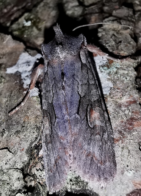 Lithophane furcifera - villás fabagoly