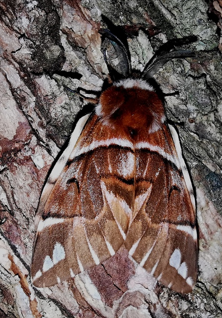 Endromis versicolora - tarkaszövő