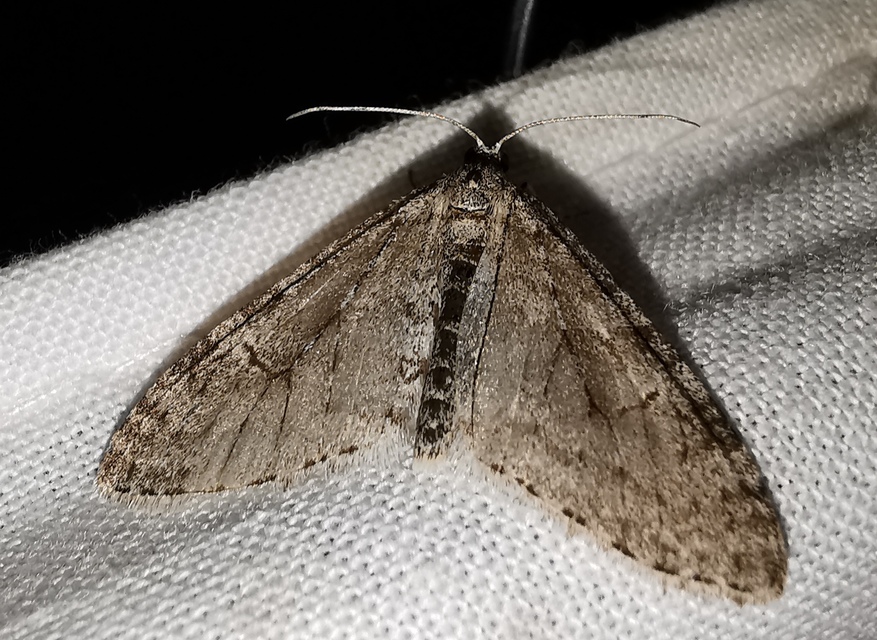 Trichopteryx carpinata - nyárfa-lebenyesaraszoló