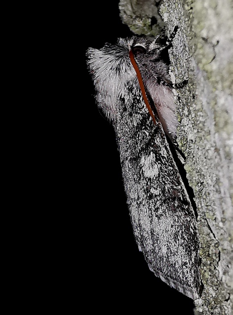 Achlya flavicornis - nyíres pihésszövő