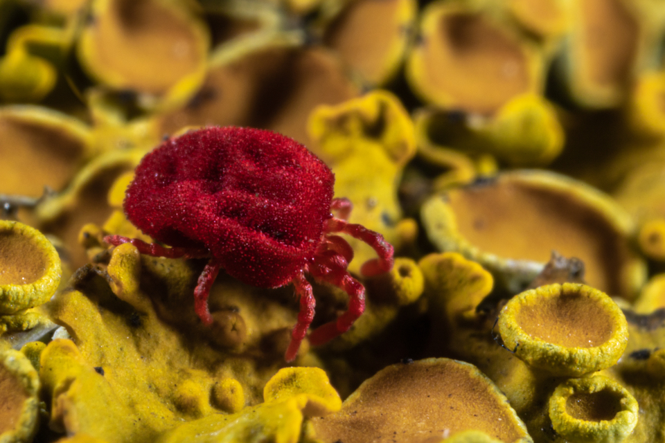 Trombidiidae