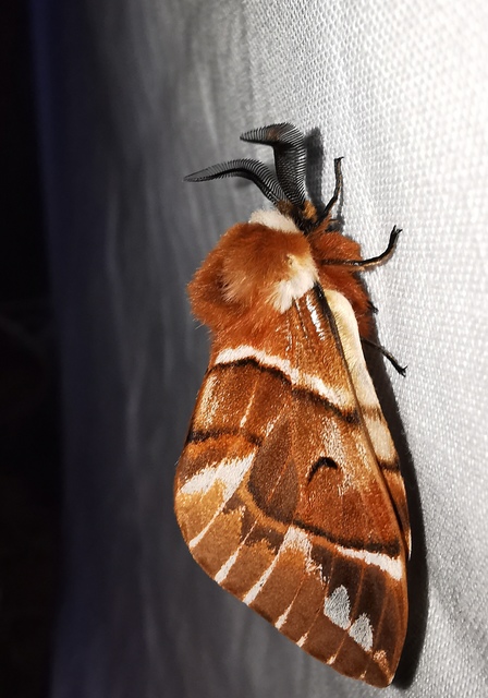 Endromis versicolora - tarkaszövő