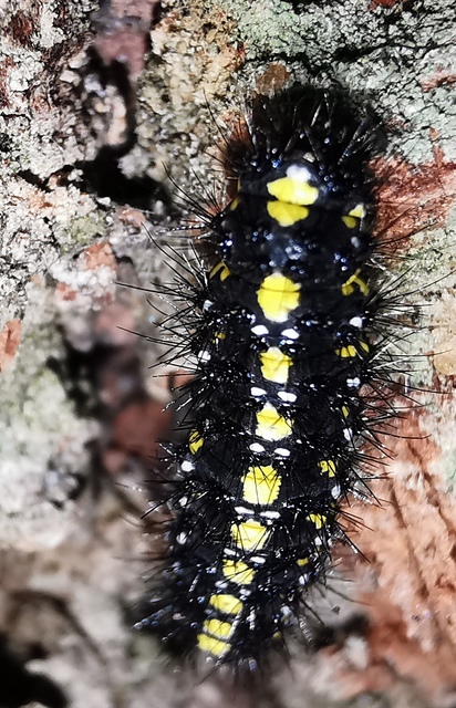 Callimorpha dominula - fémes medvelepke