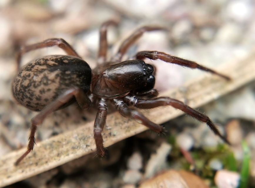 Inermocoelotes inermis