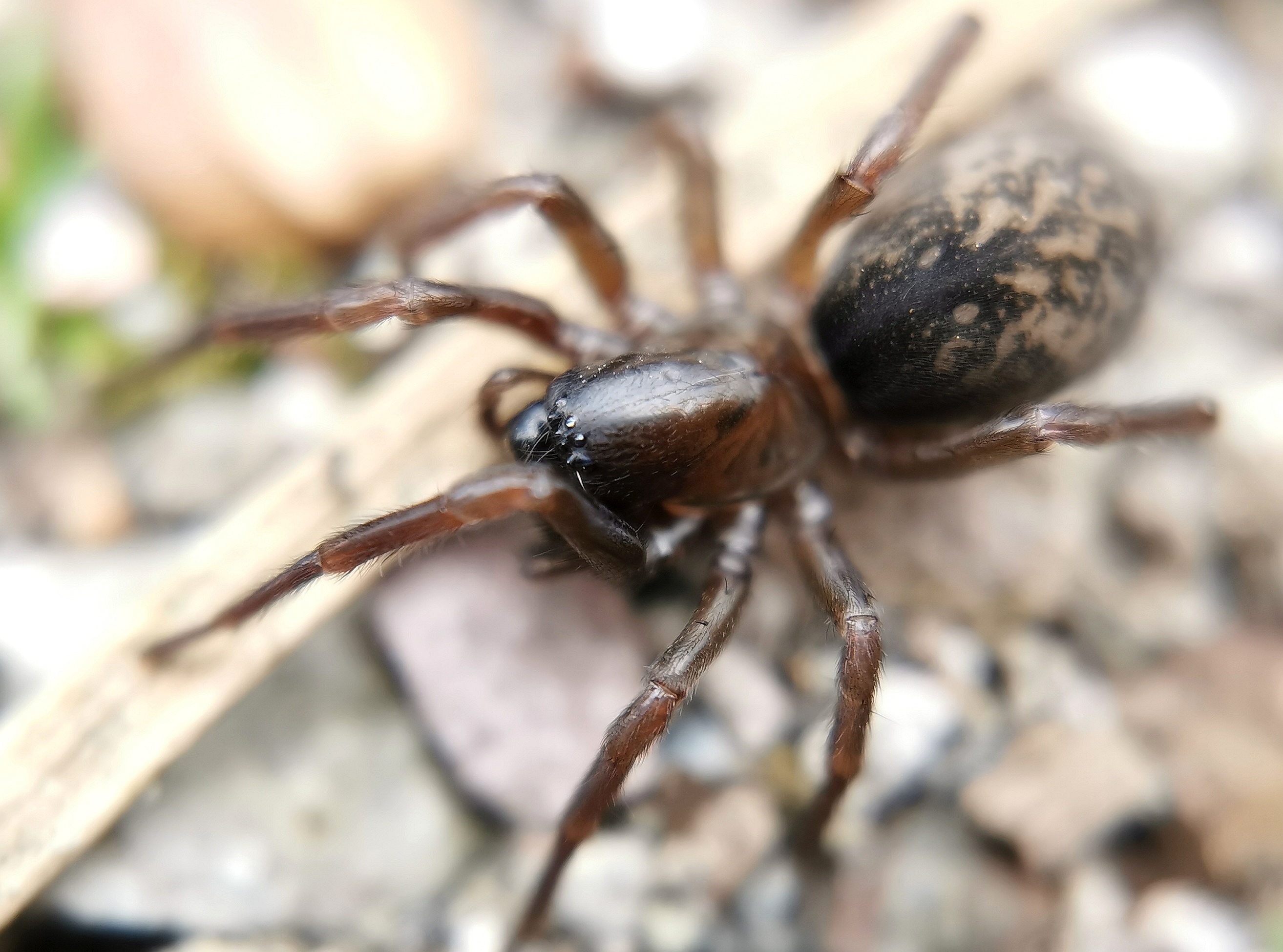 Inermocoelotes inermis