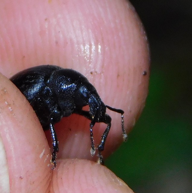 Otiorhynchus catenulatus - gyászos gyalogormányos