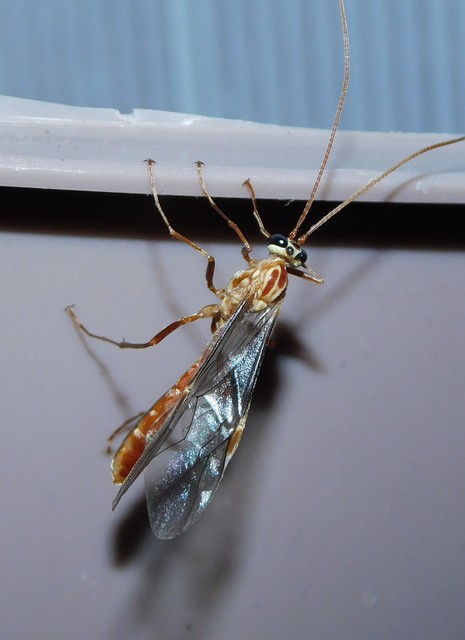 Ophion obscuratus