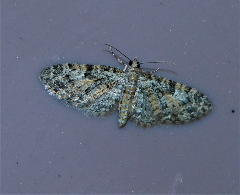 Eupithecia abbreviata - korai törpearaszoló