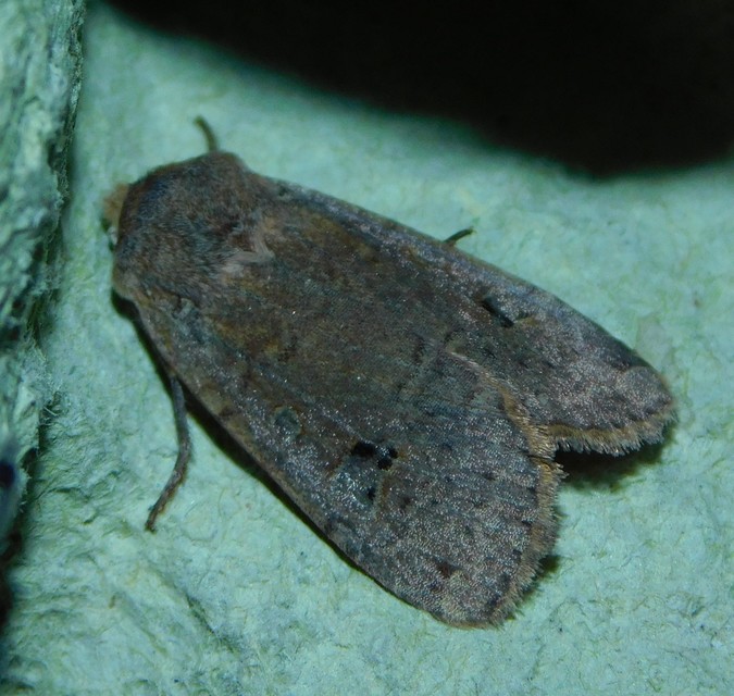 Conistra erythrocephala - vörösfejű őszibagoly