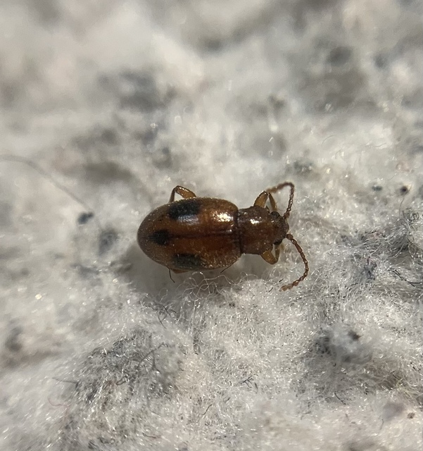 Dapsa denticollis - fogasnyakú álböde