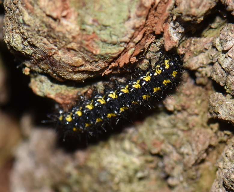 Callimorpha dominula - fémes medvelepke