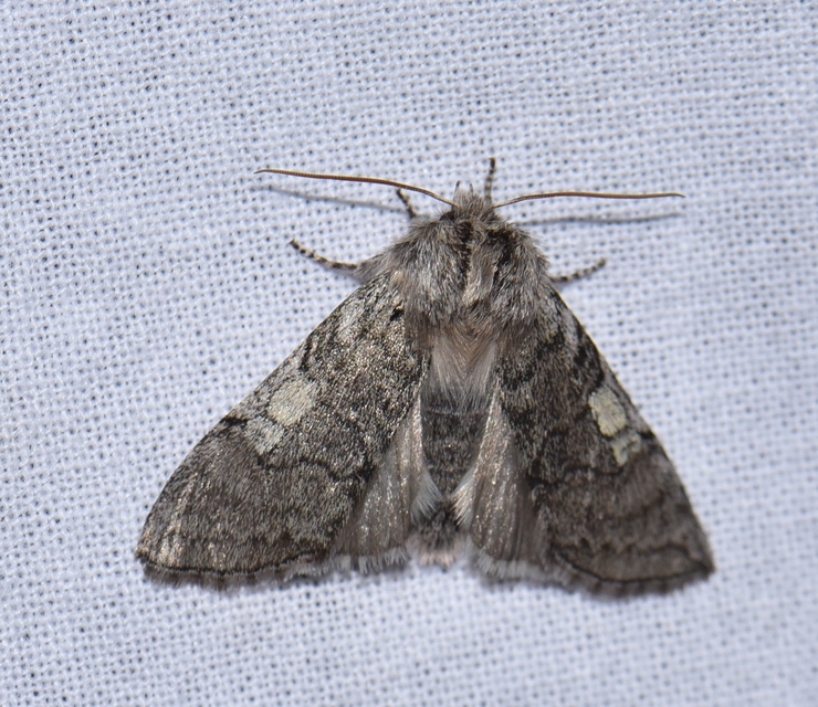 Achlya flavicornis - nyíres pihésszövő