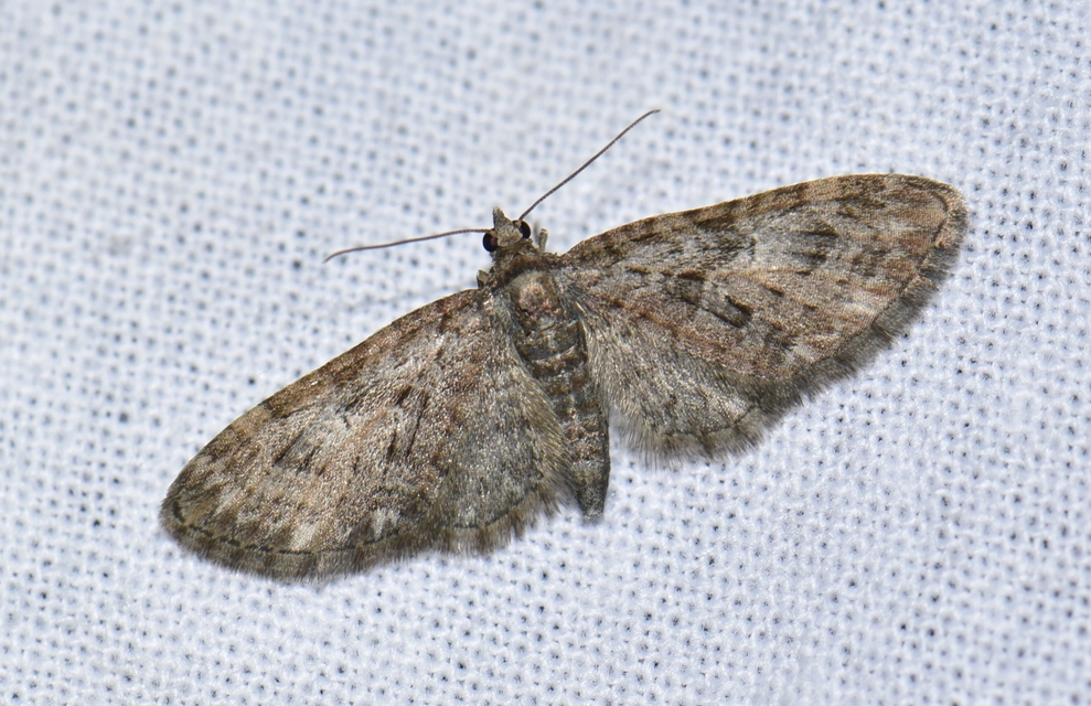 Eupithecia abbreviata - korai törpearaszoló