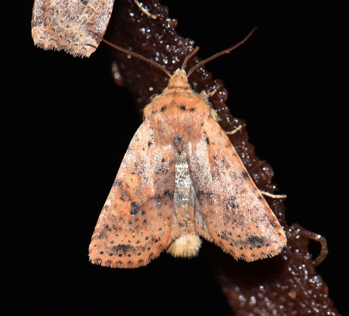 Conistra rubiginea - vörös őszibagoly