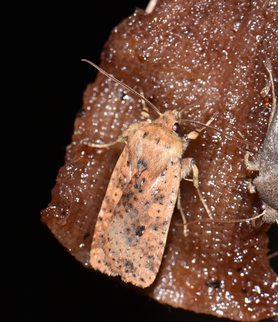Conistra rubiginea - vörös őszibagoly
