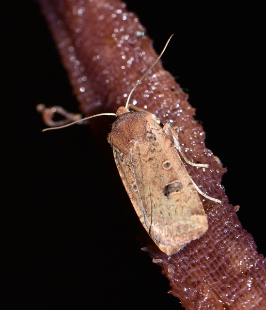 Conistra erythrocephala - vörösfejű őszibagoly
