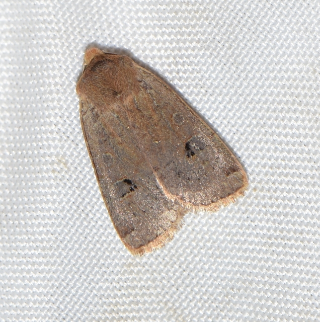 Conistra erythrocephala - vörösfejű őszibagoly