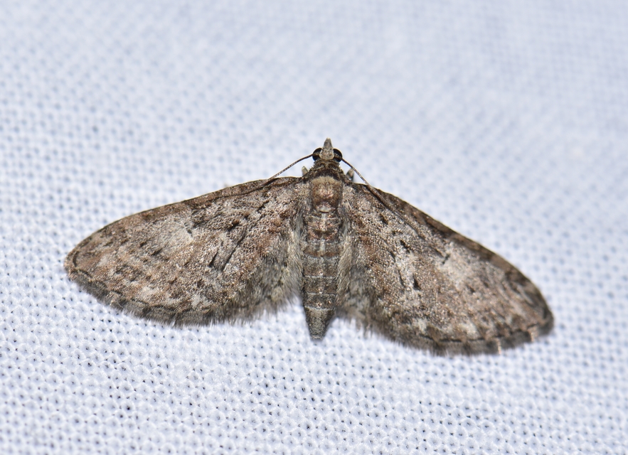 Eupithecia abbreviata - korai törpearaszoló