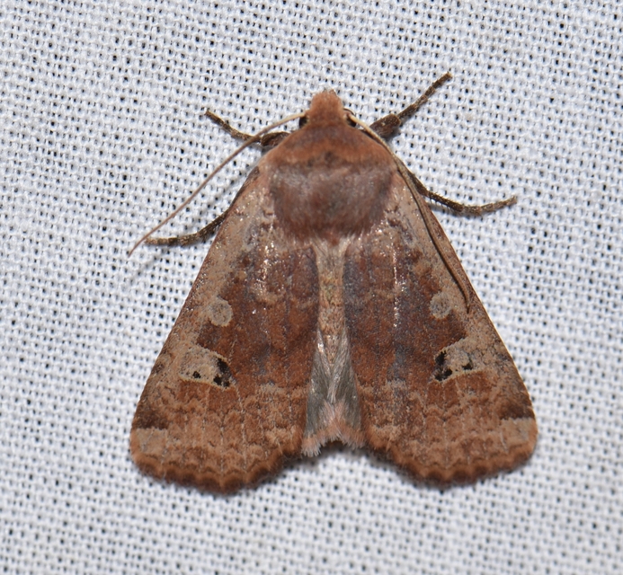Conistra erythrocephala - vörösfejű őszibagoly
