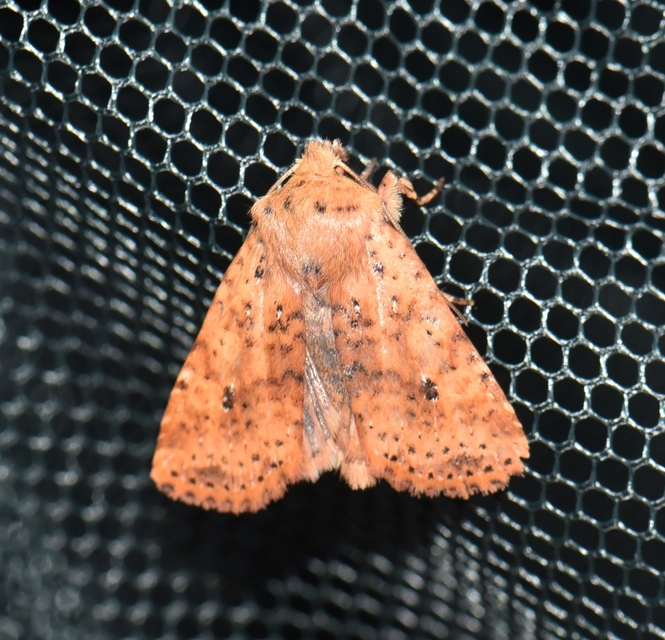 Conistra rubiginea - vörös őszibagoly