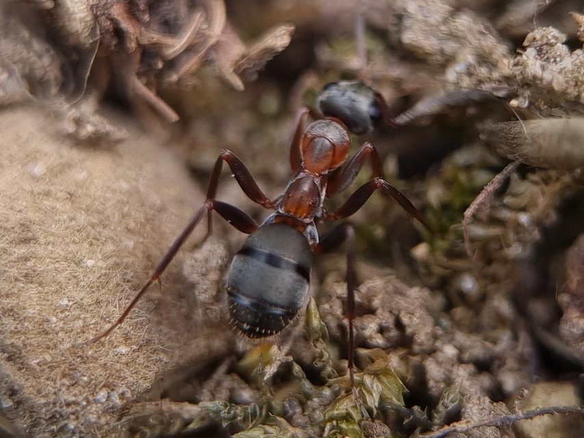 Formica cunicularia - gyakori rabszolgahangya