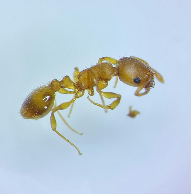 Temnothorax crassispinus - gubacslakó kéreghangya