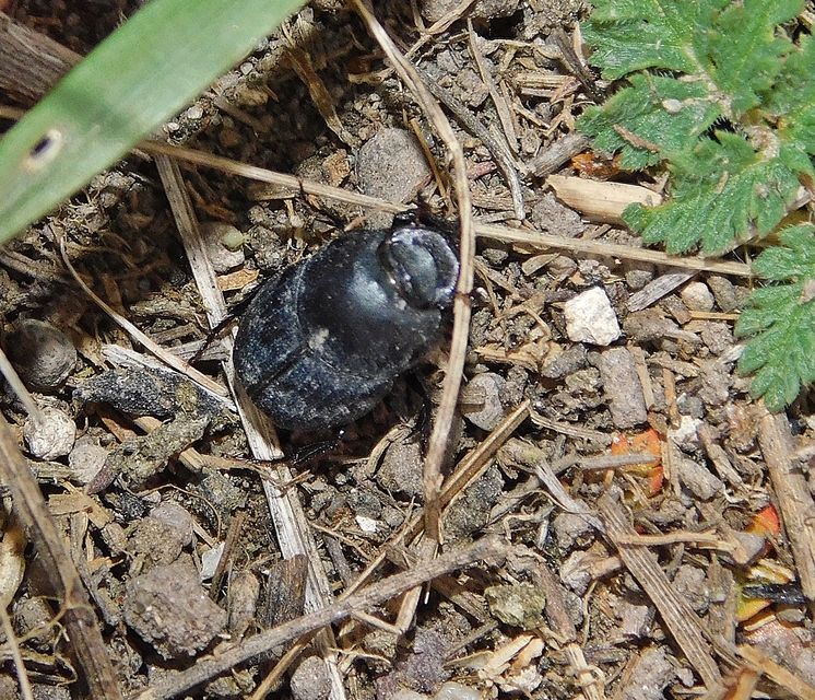 Onthophagus vitulus - ürgevendég trágyatúró
