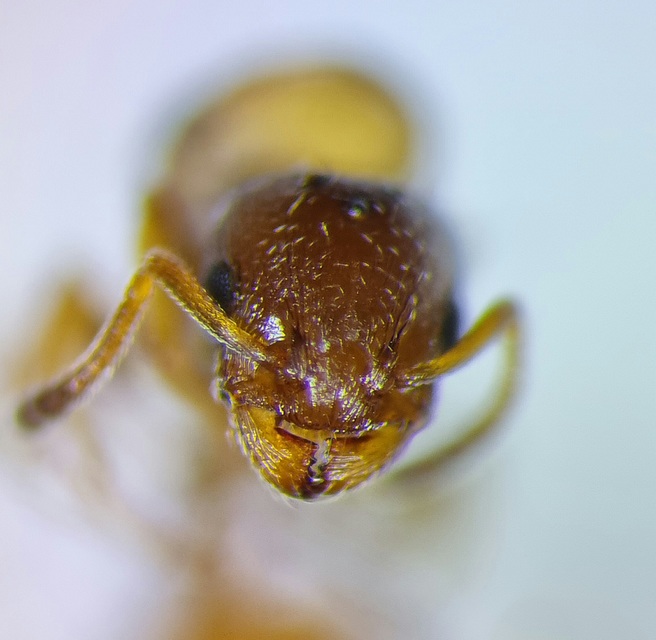Temnothorax albipennis - ligeti kéreghangya