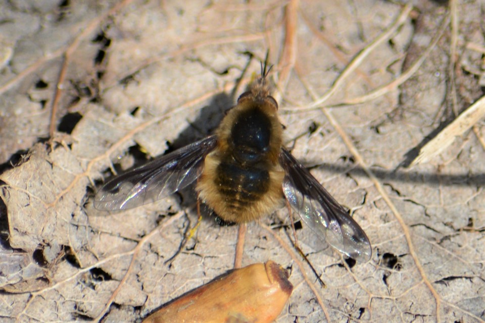 Bombylius major - szegélyes pöszörlégy