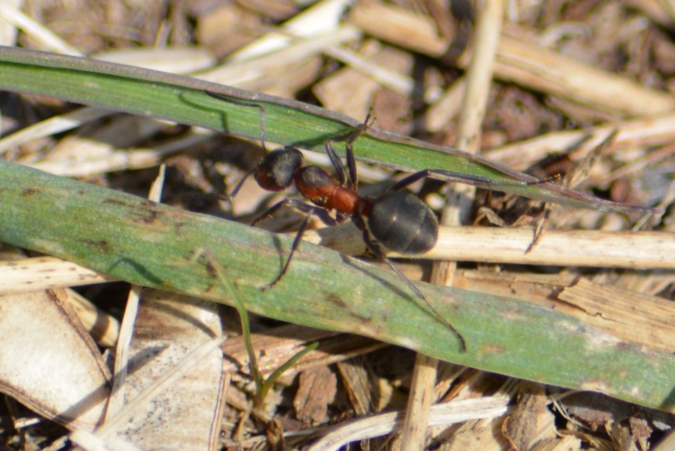 Formica pratensis - réti vöröshangya