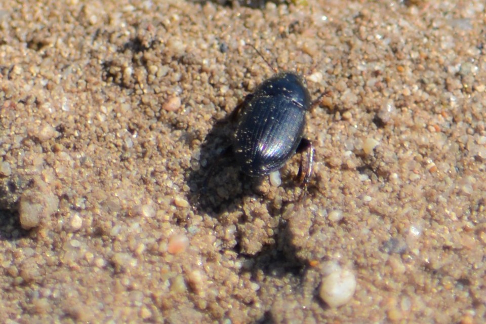 Harpalus smaragdinus - smaragd-lomhafutó