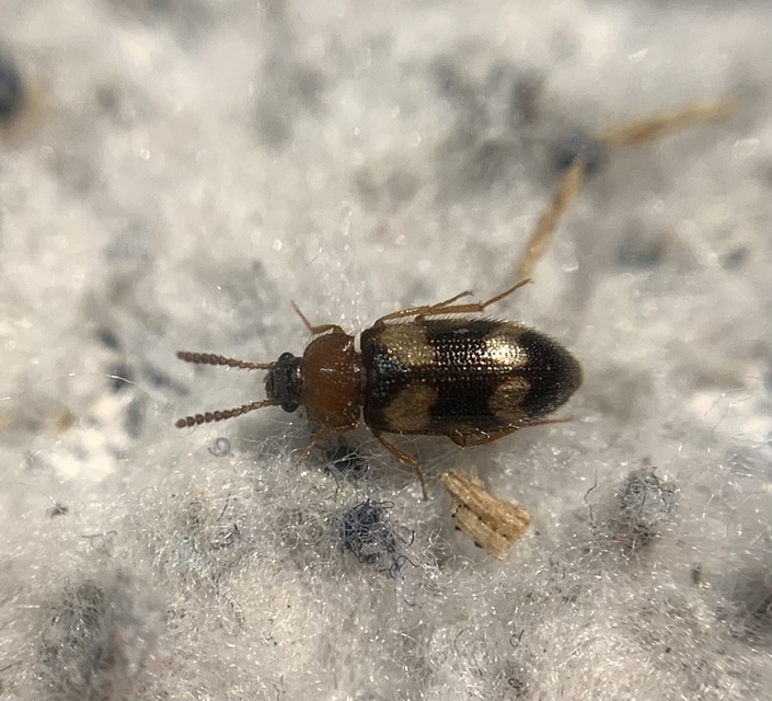 Mycetophagus fulvicollis - sárganyakú gombabogár