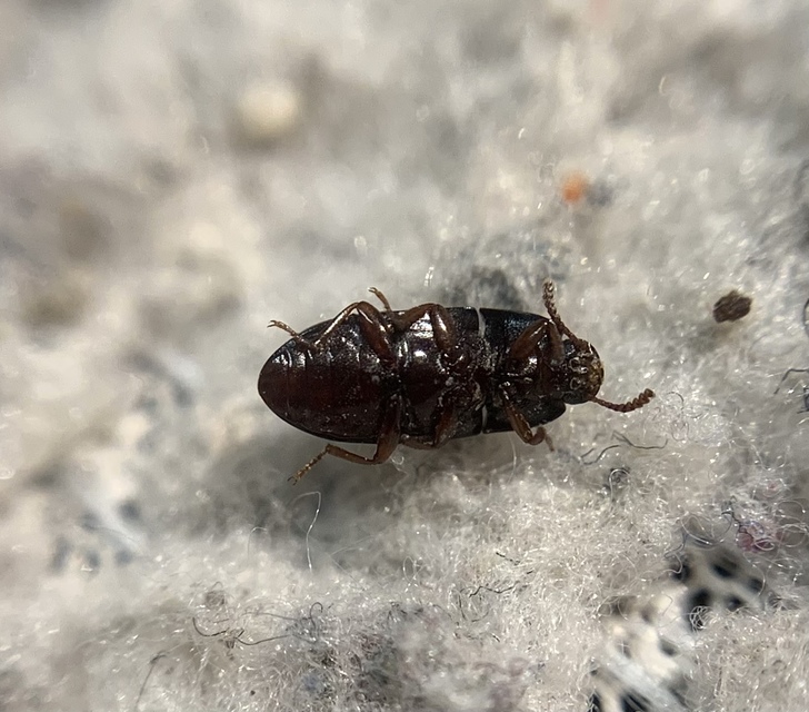 Alphitobius diaperinus