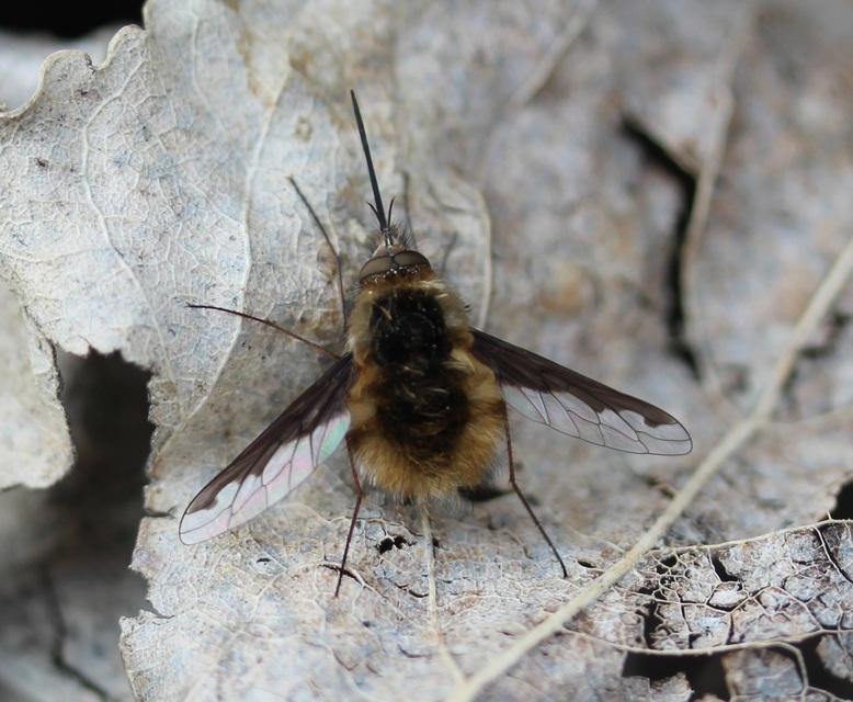 Bombylius major - szegélyes pöszörlégy