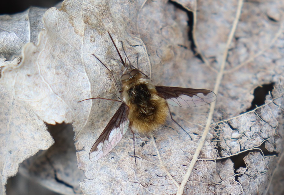 Bombylius major - szegélyes pöszörlégy